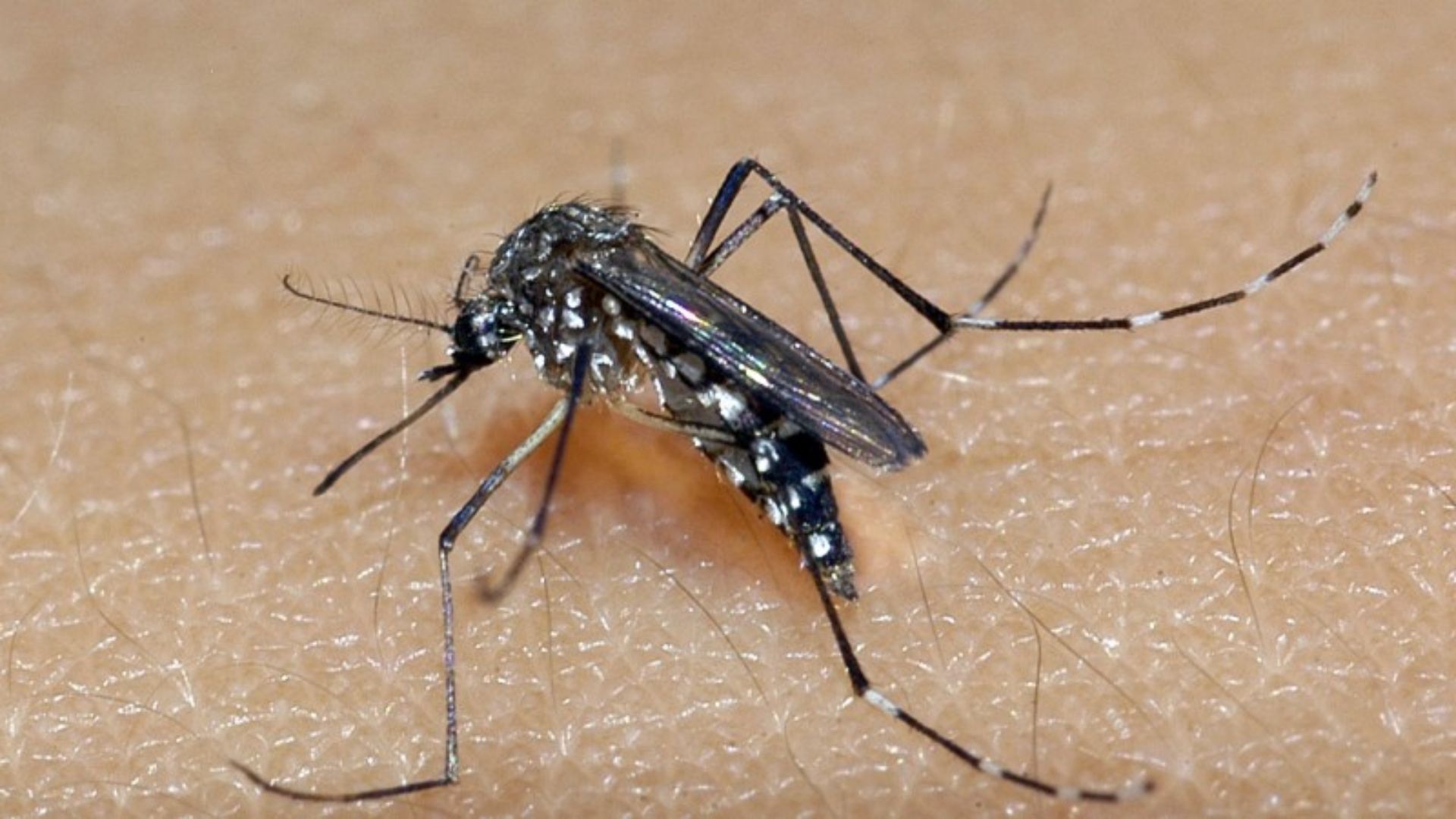 Mosquito da dengue. Foto:  Fiocruz/Raul.