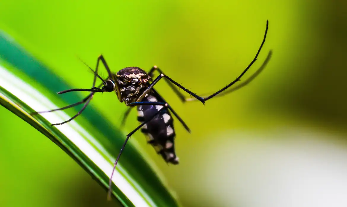 Mosquito da dengue. Foto: Shammiknr/Pixabay