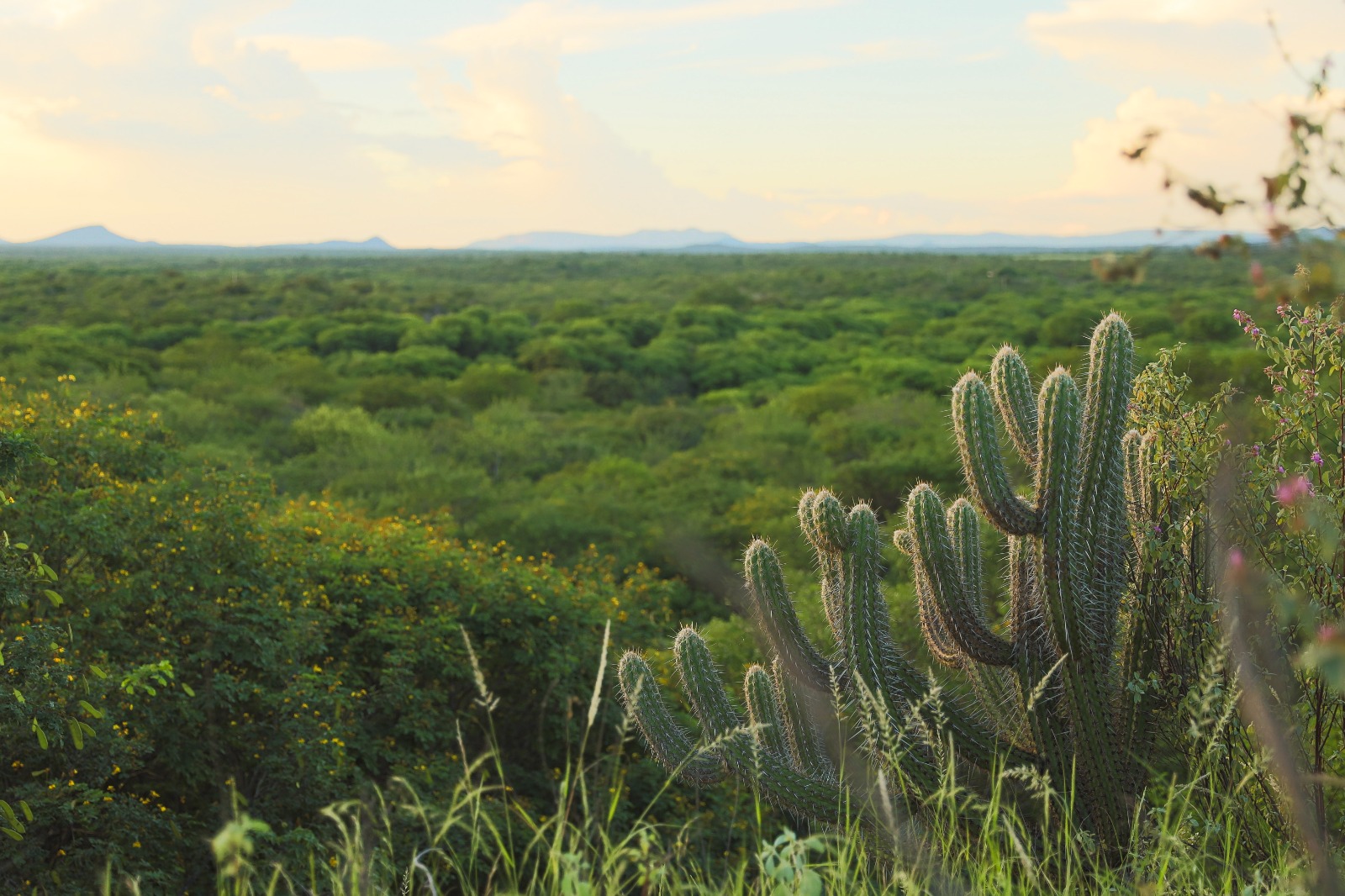 Caatinga pernambuco desmatamento