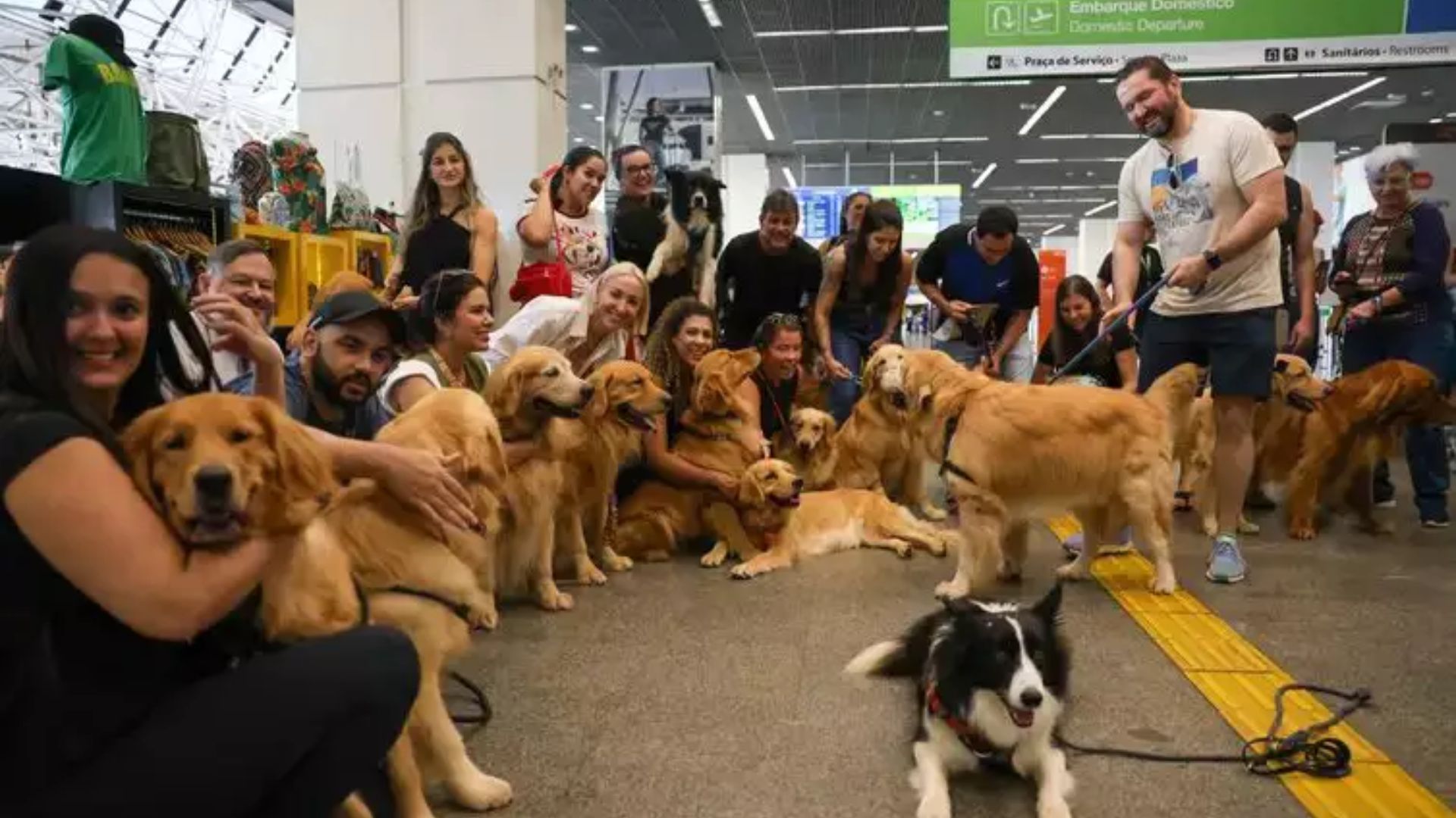 Câmara aprova 'Lei Joca' que obriga companhias aéreas a oferecer serviços de rastreamento em pets.