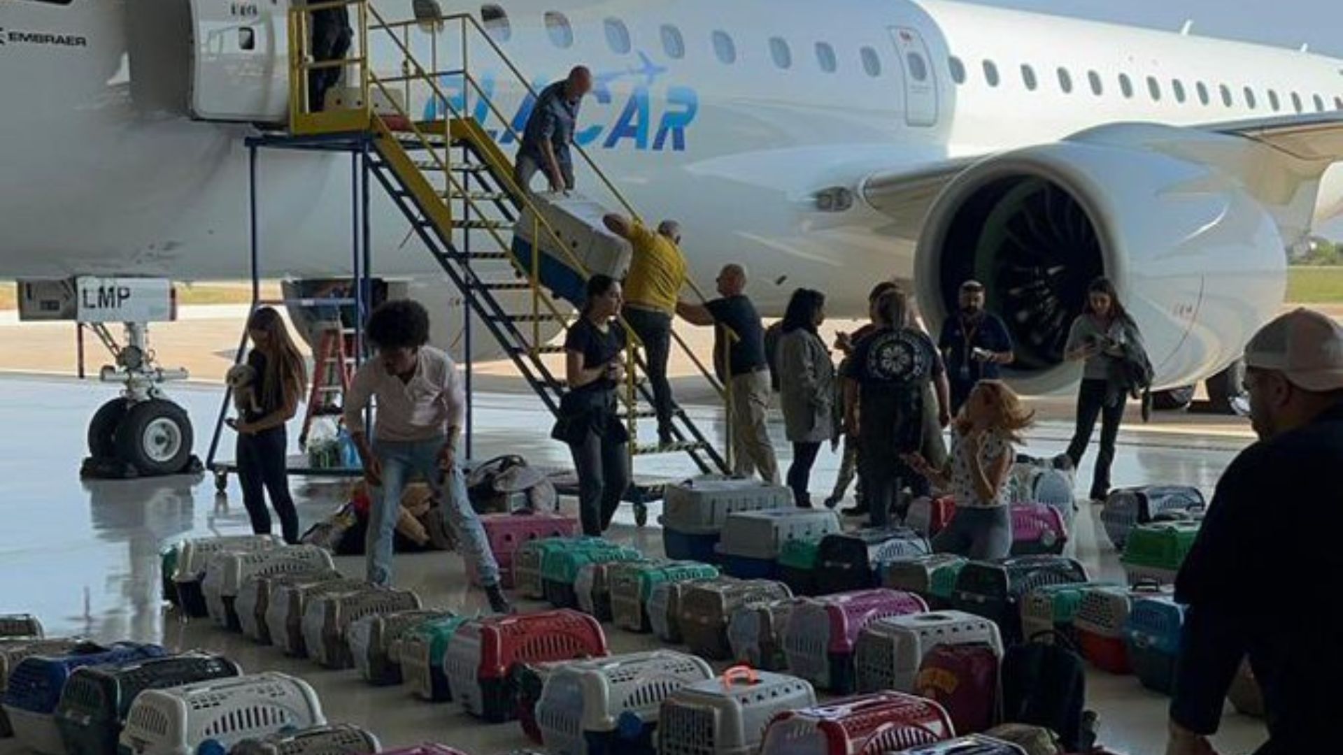 Avião do Palmeiras resgata mais de 100 animais no Rio Grande do Sul