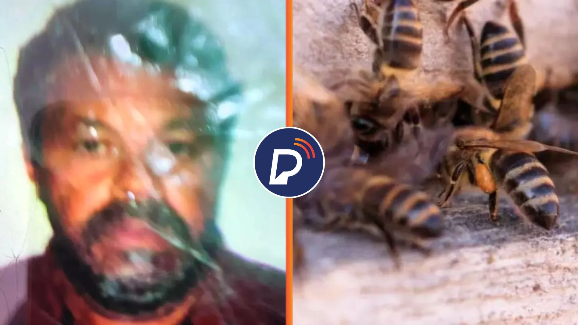 Homem morre ao ser atacado por abelhas. Foto: Divulgação