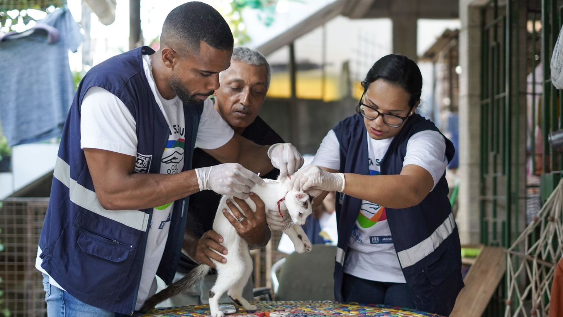 Jaboatão oferece serviço gratuito para tratamento da esporotricose em gatos. Foto: Leandro de Santana/PJG