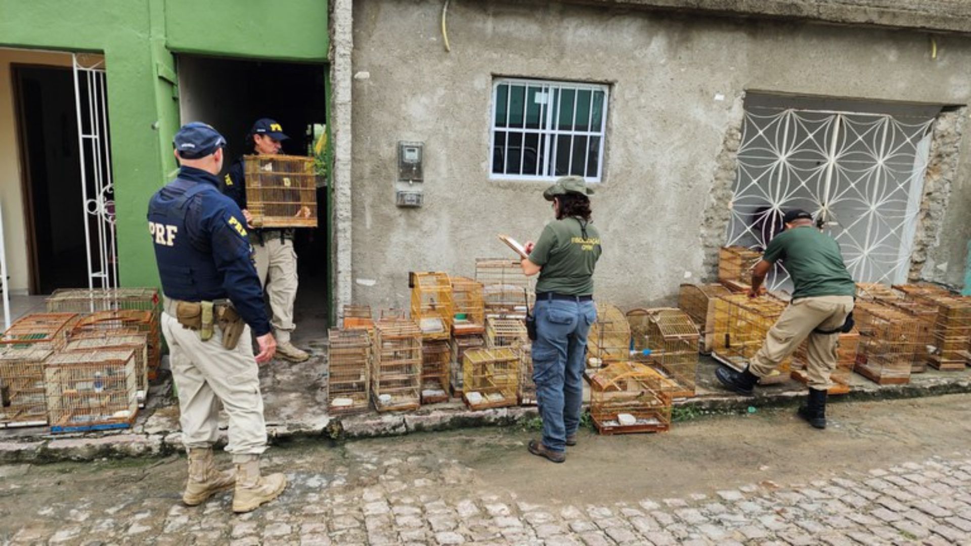 PRF apreende 171 pássaros silvestres no Sertão de Pernambuco. Foto: Divulgação/PRF