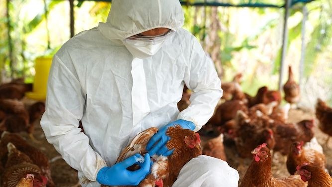 OMS confirma primeira morte por variante H5N2 da gripe aviária. Foto: Shutterstock