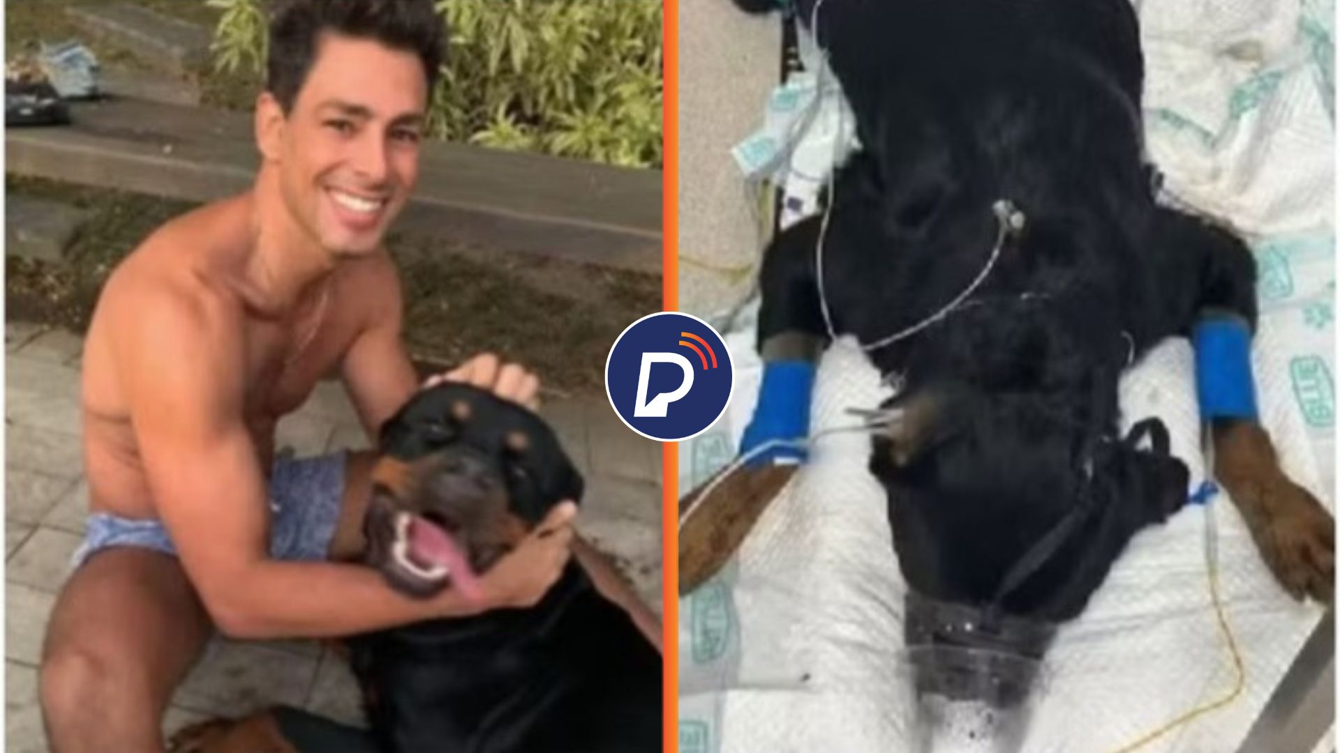 Cauã Reymond lamenta morte de seu cachorro por envenenamento. Foto: Reprodução/ redes sociais