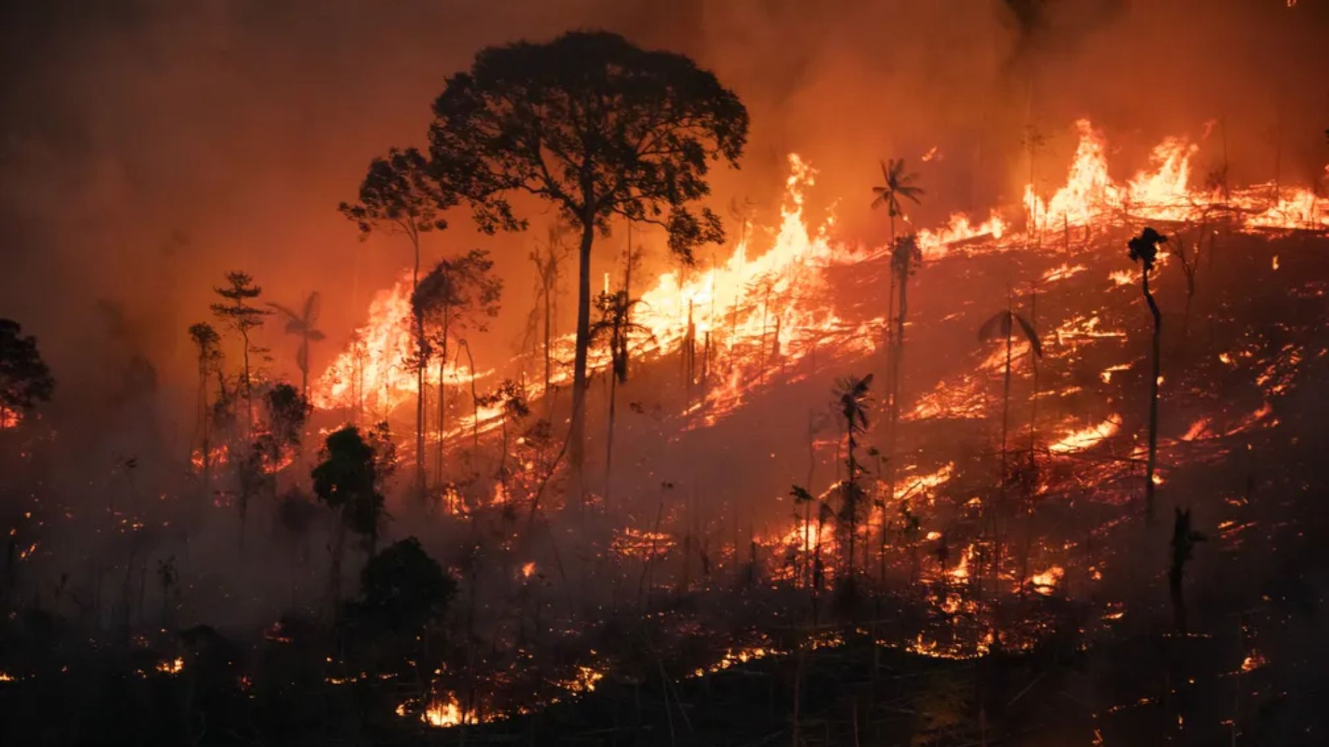 Área sendo queimada. Foto: Divulgação