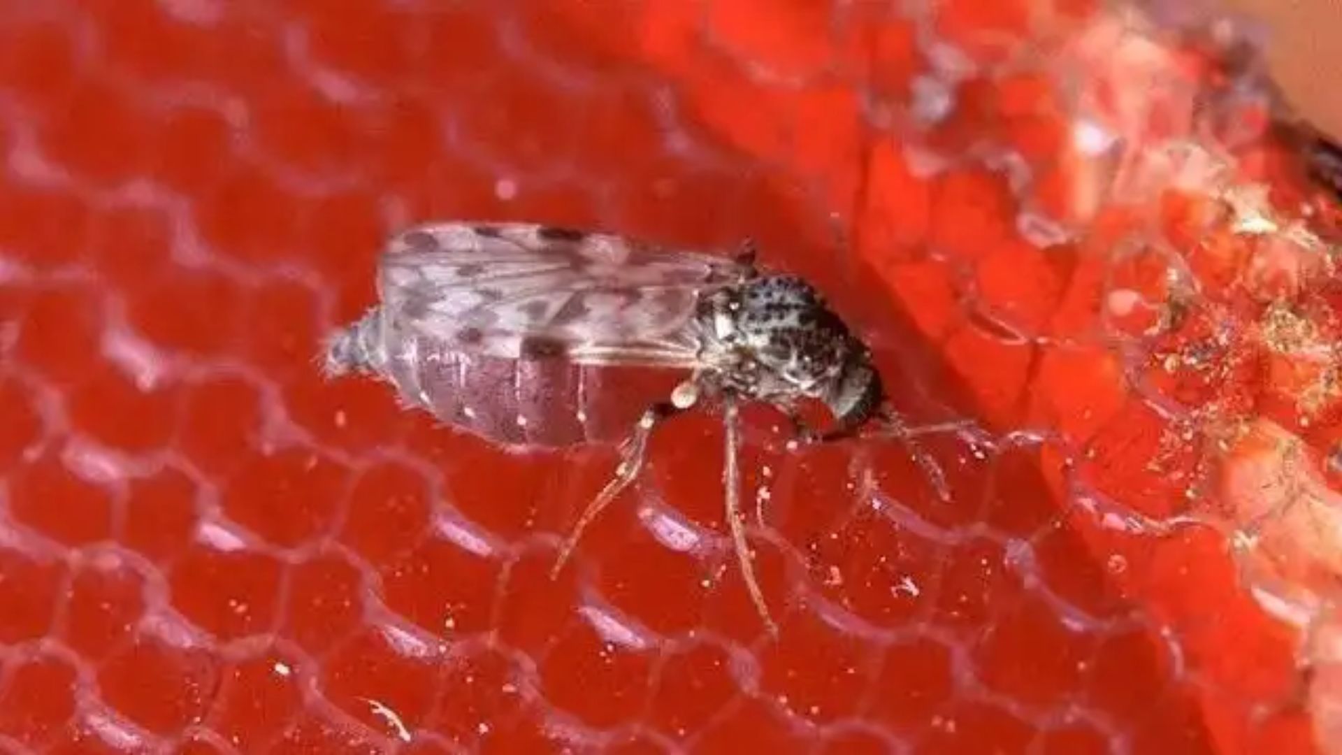 Mosquito que transmite a Febre Oropouch. Foto: Scott Bauer/Agricultural Research Service/United States Department of Agriculture/Divulgação.