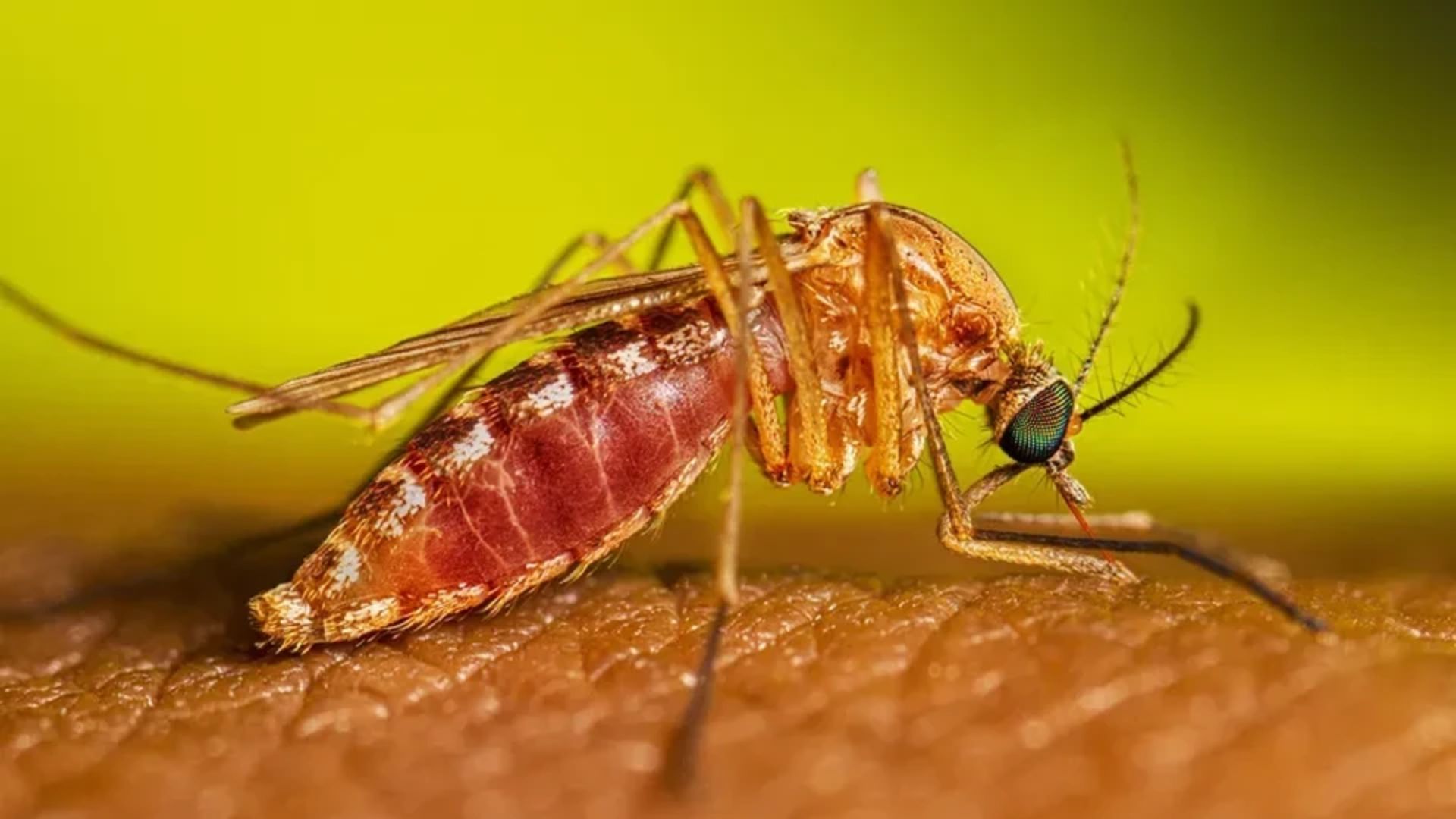 Mosquito responsável por transmitir o oropouche. Foto: Divulgação