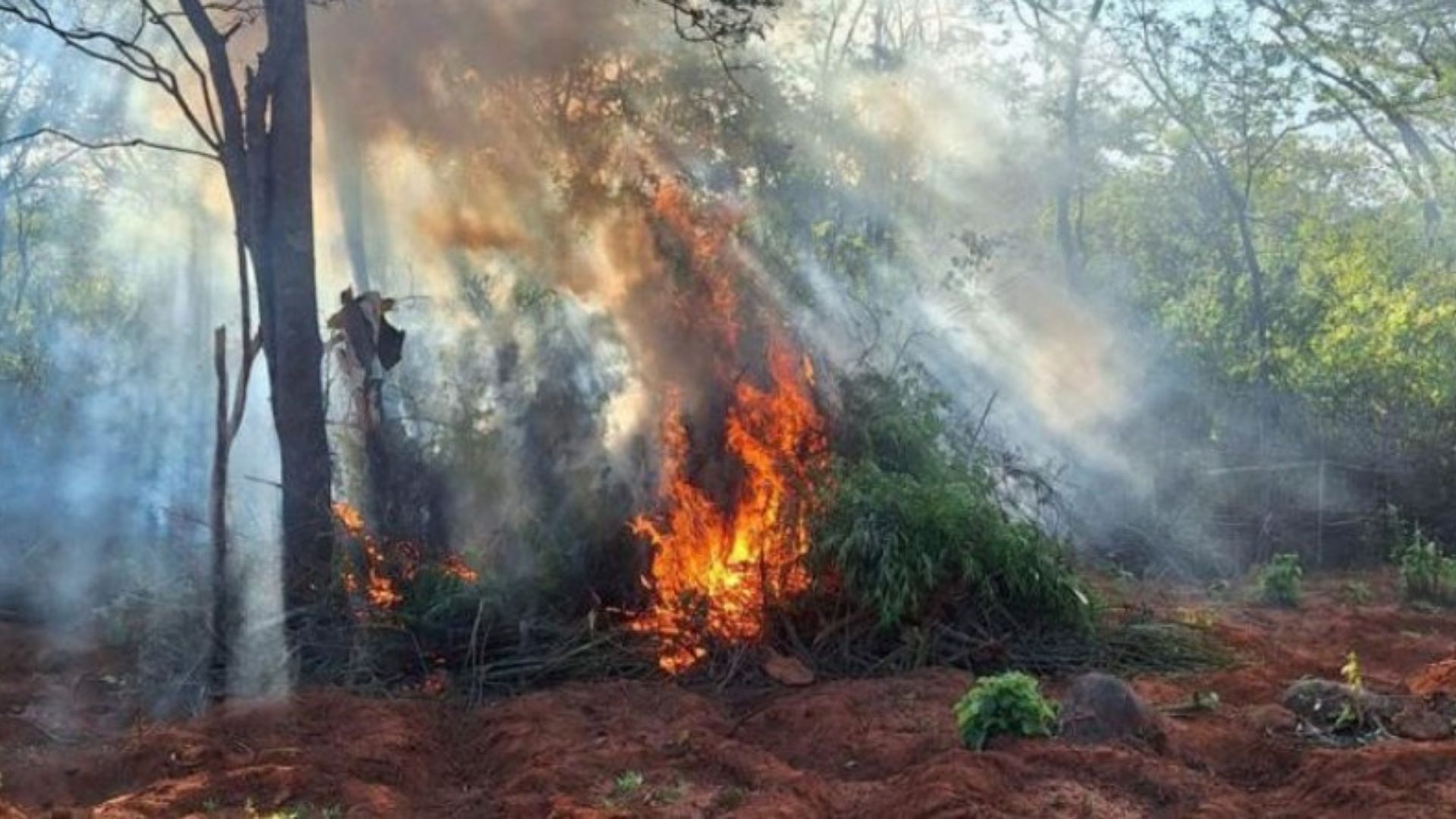Policiais erradicando plantação de maconha. Foto: PMPE/Divulgação