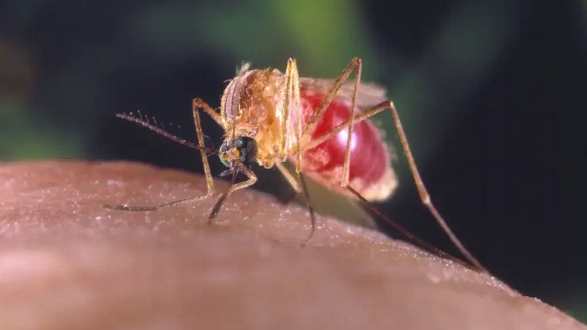 Mosquito transmissor da Oropouche. Foto: Reprodução